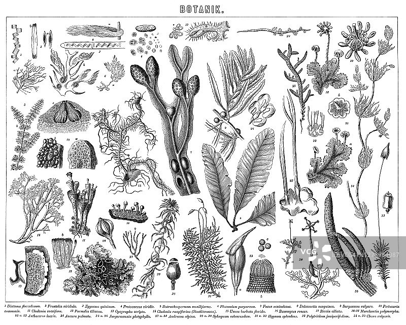 古老的植物雕刻插图，植物学图片素材