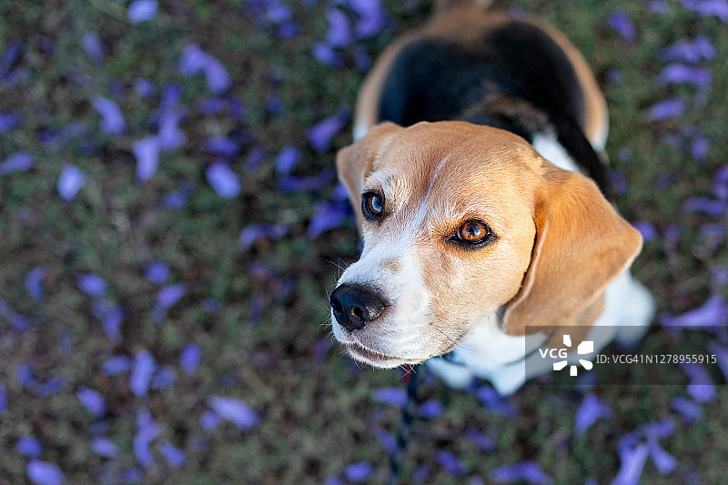 小猎犬坐在地上的蓝花楹花丛中间，看着镜头。图片素材