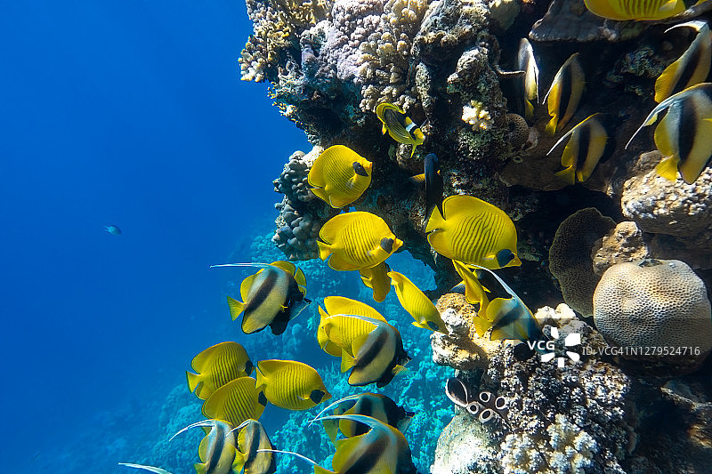 埃及红海珊瑚礁中的一大群蝴蝶鱼(蝴蝶鱼)。不同种类的亮黄色条纹热带鱼在海洋中，清澈的蓝色绿松石水，阳光。图片素材