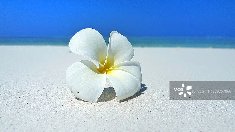白色沙滩上的鸡蛋花的特写图片素材