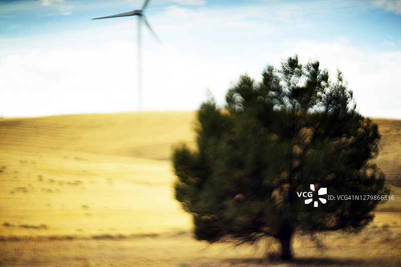 金色草地上的树，背景是风力发电机图片素材