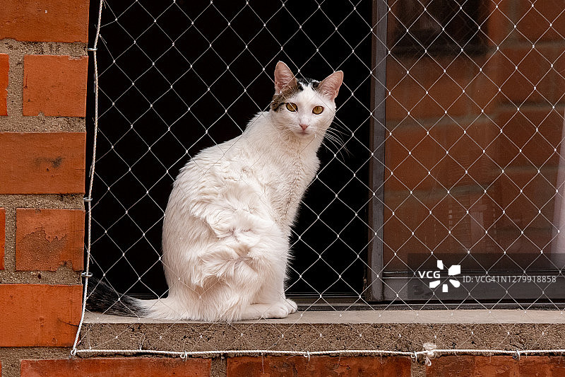 烤架后面窗户上的一只白猫图片素材