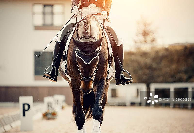 马术运动。在训练中的盛装舞步马的肖像，正面视图。在笼头上的运动种马。马镫骑在马上时马镫上骑手的腿图片素材