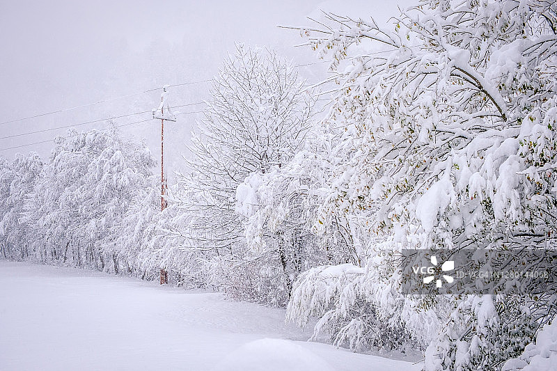 奥地利斯图拜山谷Neustift镇的冬季景观。大雪过后的雪树图片素材