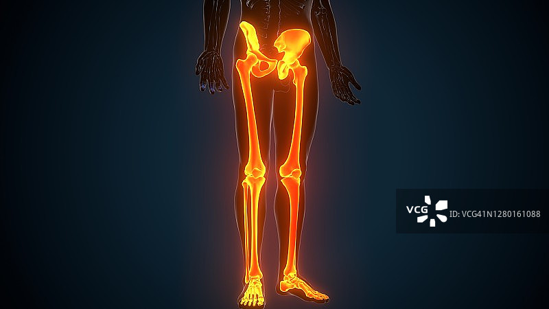 人体骨骼腿关节解剖的3D插图图片素材