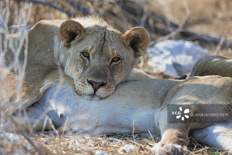 雌狮头放松在其他雌狮的肚子上，埃托沙国家公园图片素材