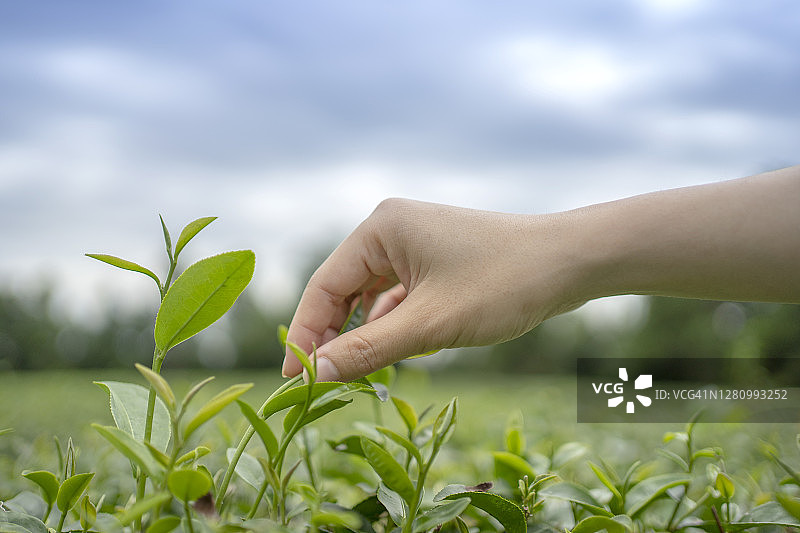 近女手采摘采摘绿茶在茶园的农业理念图片素材