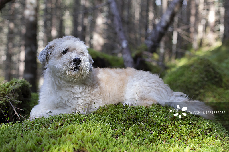 一只白色的哈瓦那狗躺在树林里长满苔藓的床上图片素材