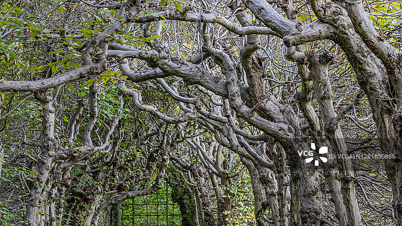 特写的扭曲树枝的老树篱形成一个隧道与很少的绿色叶子图片素材