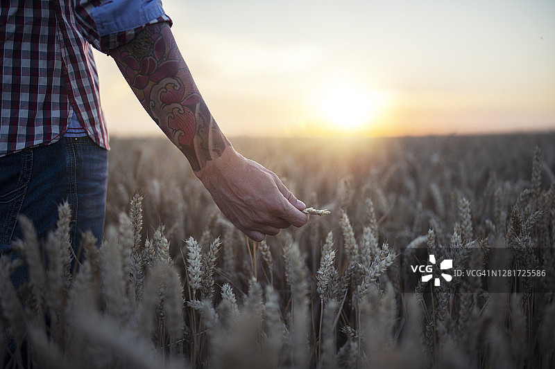 农民在日落时摸着他的小麦田。图片素材