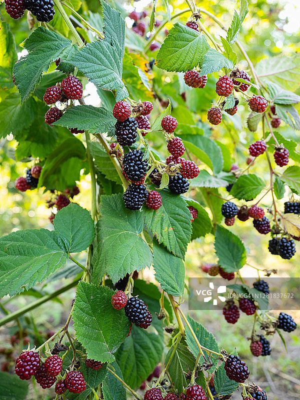 特写一束黑莓在花园里的灌木在阳光明媚的日子图片素材