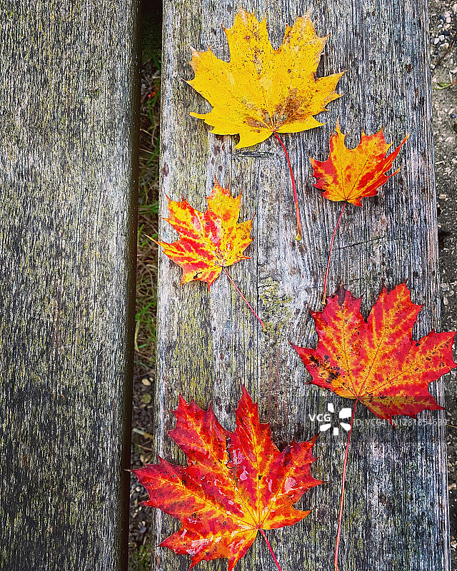 秋叶落在木凳上图片素材