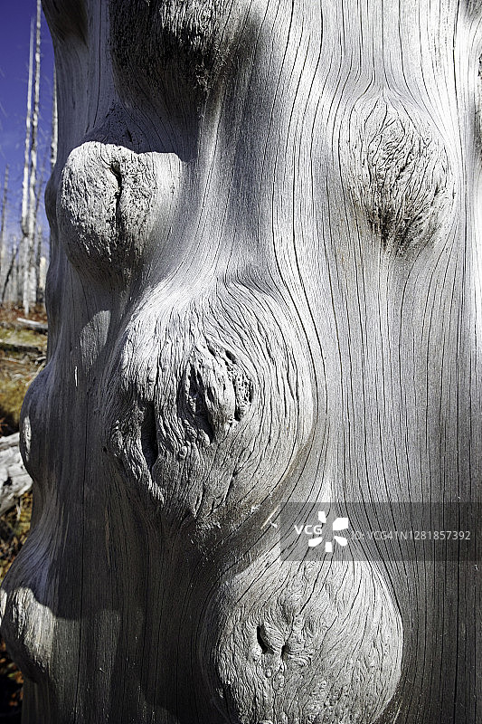 吉福德平肖特国家森林火灾后树干上的树瘤图片素材