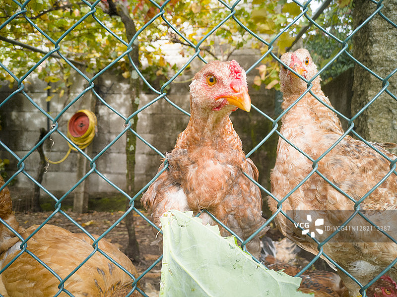 在鸡笼里吃东西的母鸡图片素材