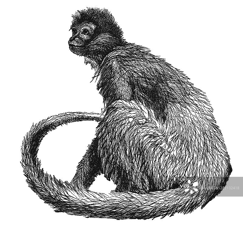 古老的白腹蜘蛛猴雕刻插图(Ateles belzebuth)图片素材