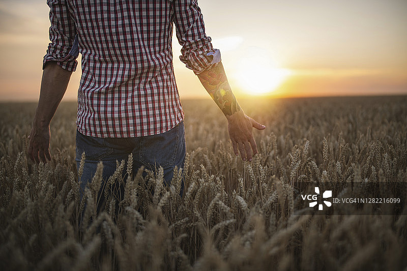 农民在日落时摸着他的小麦田。图片素材
