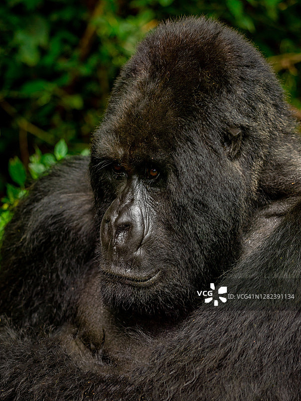 卢旺达萨比因约群银背山地大猩猩(白令盖大猩猩)的特写侧面图图片素材