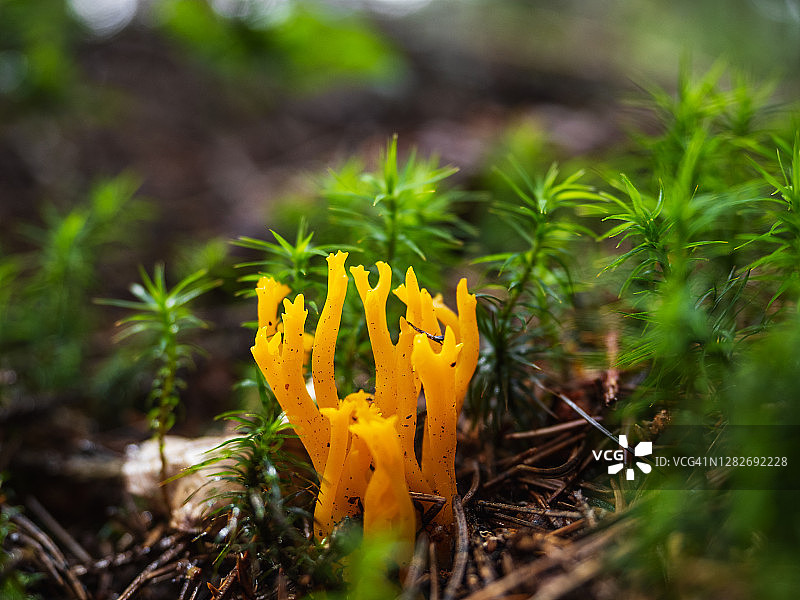 橙色珊瑚蘑菇在苔藓的特写图片素材