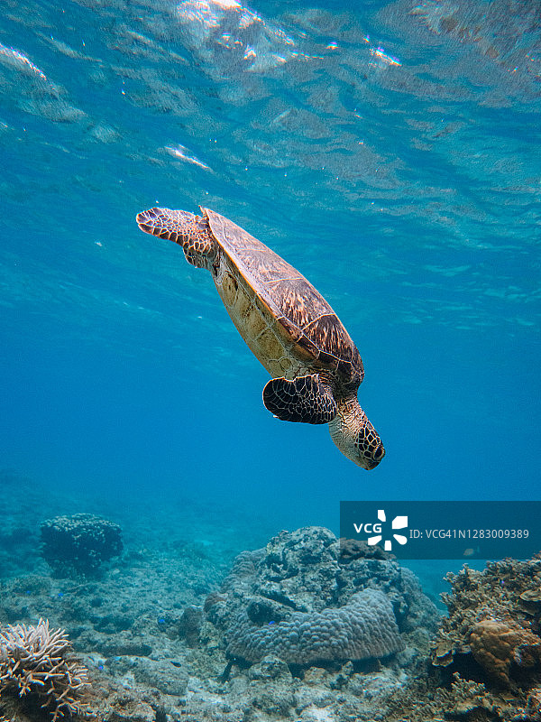 海龟在清澈湛蓝的热带海水中游泳图片素材