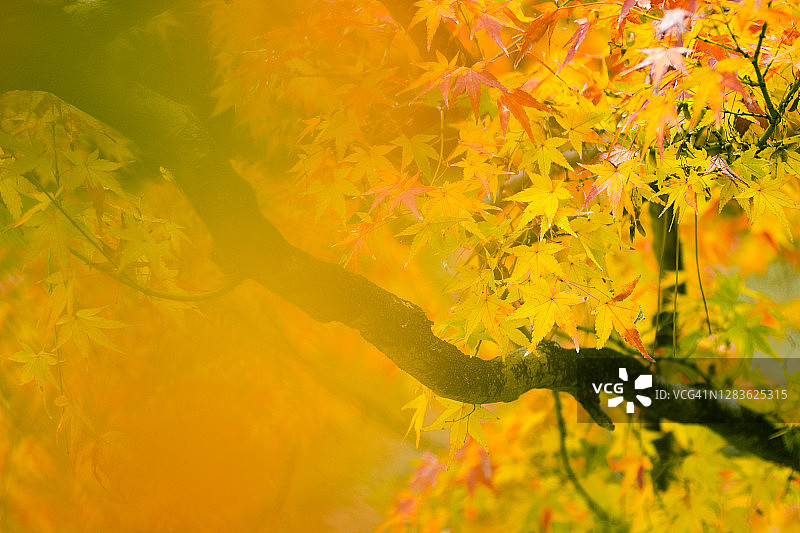 秋日本枫叶图片素材