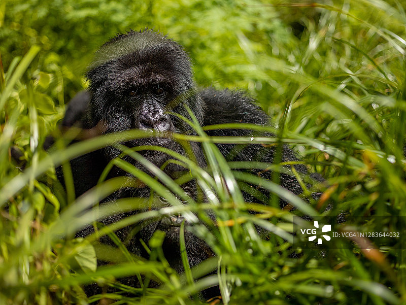 在绿色植物中，山地大猩猩(白令盖大猩猩)望向照相机的肖像图片素材