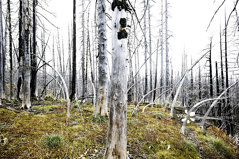 吉福德平肖国家森林烧焦的树木图片素材