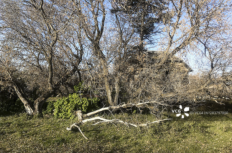 乡间一棵倒下的树图片素材