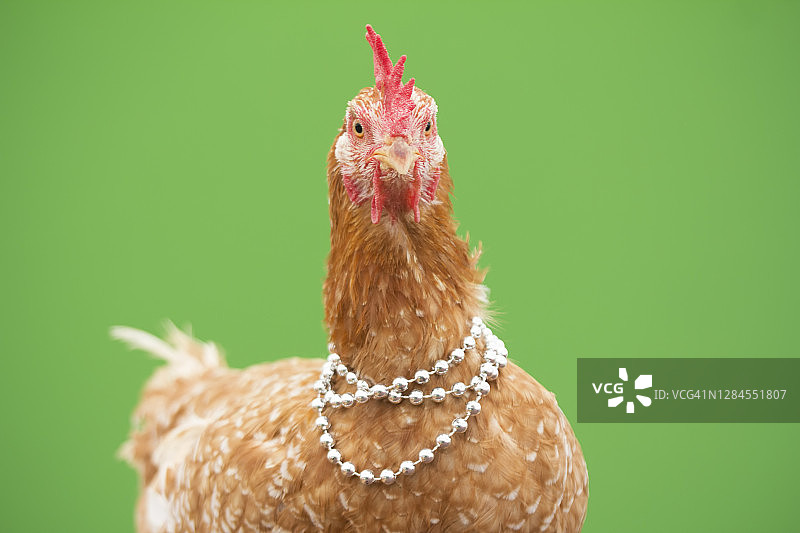 母鸡与珍珠项链在绿色的背景图片素材
