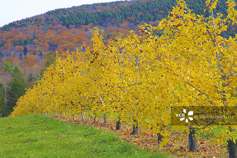 秋天的苹果园，里士满图片素材