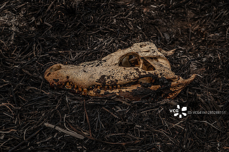 潘塔纳尔湿地中的短吻鳄尸体图片素材