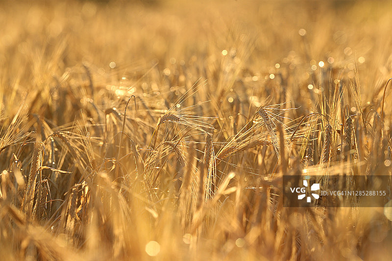 麦地上的阳光图片素材