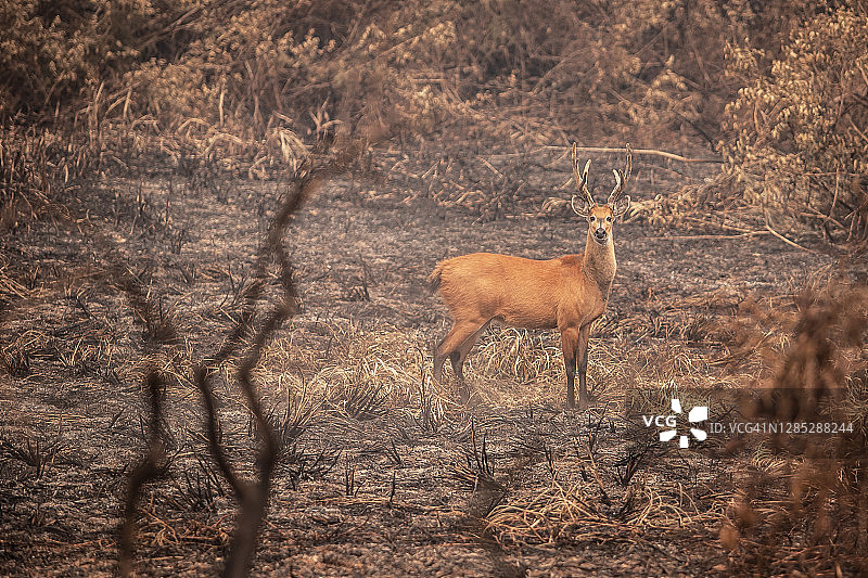 潘塔纳尔湿地中的沼泽鹿图片素材