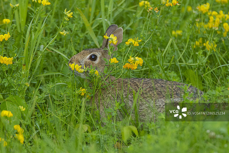 东方兔在春花中图片素材