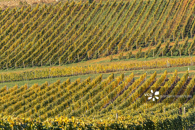 托卡伊葡萄酒产区，匈牙利图片素材