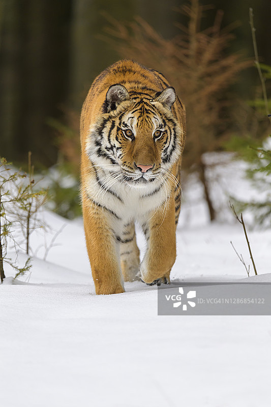 西伯利亚虎，阿尔泰卡虎，冬天图片素材