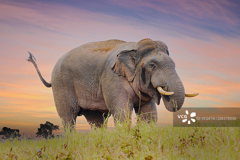 大象在Khao Yai国家公园的绿色草地上图片素材