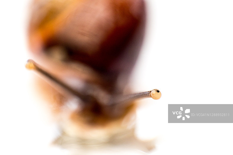 一个小花园蜗牛眼睛的特写微距照片。图片素材