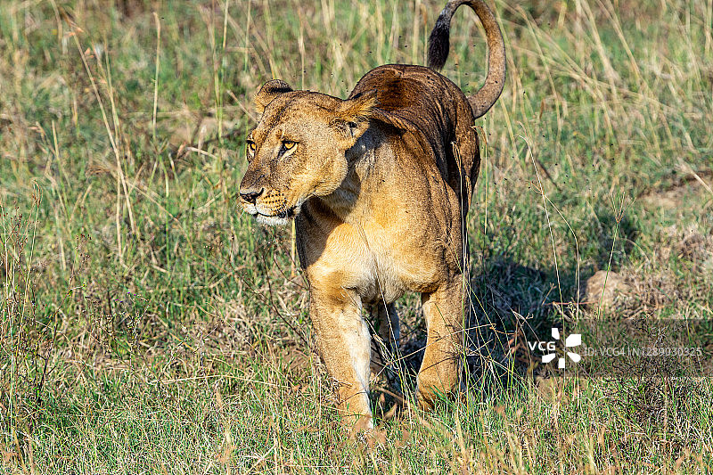 母狮在野外，观察和狩猎图片素材