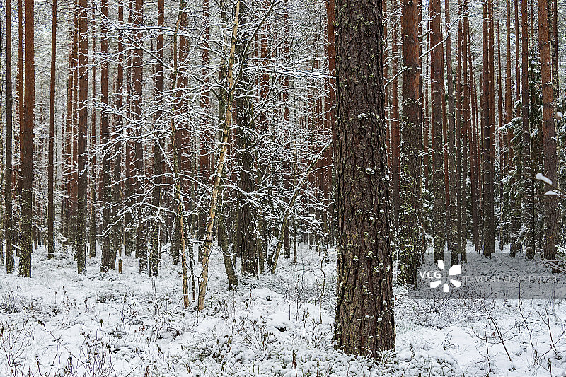 冬天白雪覆盖的森林。景观。图片素材