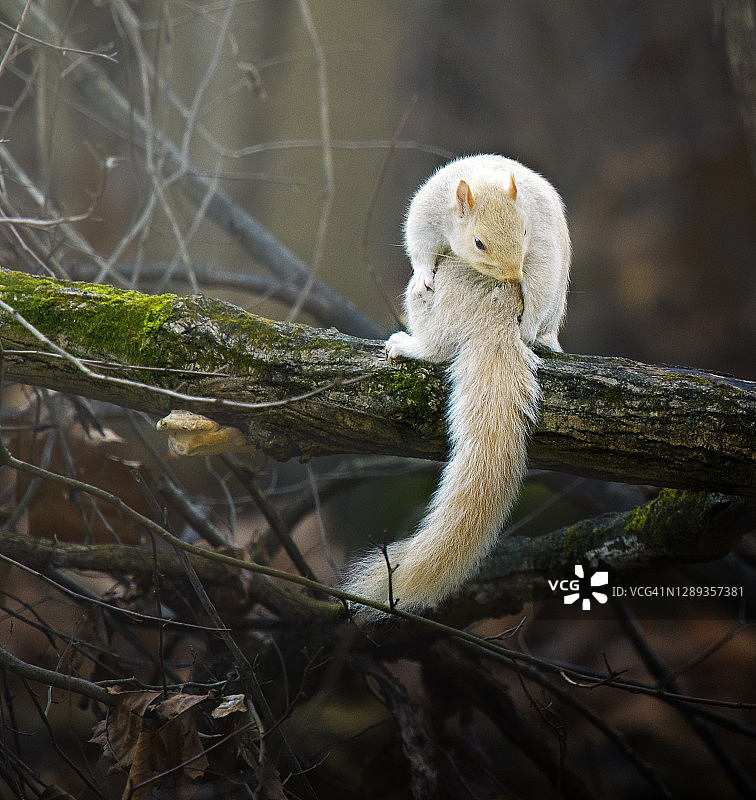 美丽罕见的白色变形灰松鼠在宾夕法尼亚州的森林里摆姿势图片素材