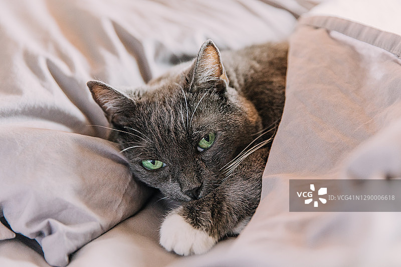 可爱的猫在床上舒适的家图片素材