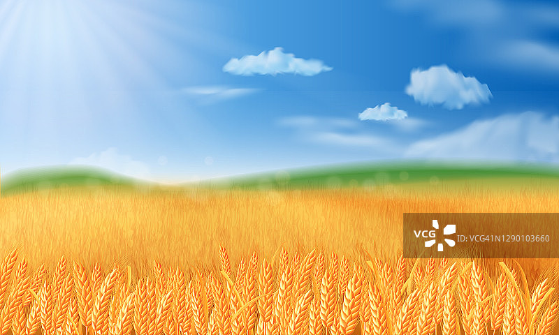 夏天的风景是一片成熟的麦田，还有山丘和溪谷图片素材