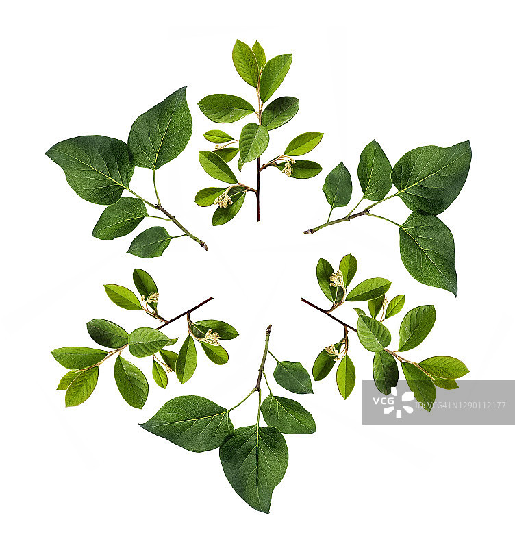 完整的画面，特写的树枝与绿色的叶子形成一个圆圈在白色的背景。图片素材