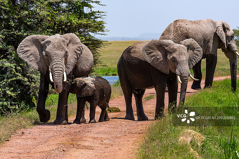 母象和小象在野外的土路上图片素材
