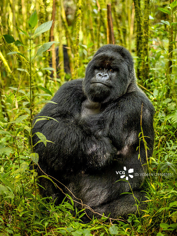 卢旺达火山国家公园里的银背山地大猩猩(白令盖大猩猩)在竹子中间的肖像图片素材