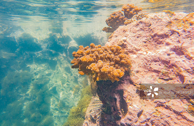 褐色的分枝珊瑚或花椰菜珊瑚，岩石上的小圆孔珊瑚图片素材