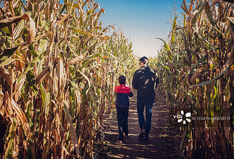 在一个阳光明媚的日子里，父亲和儿子一起走过玉米迷宫。图片素材