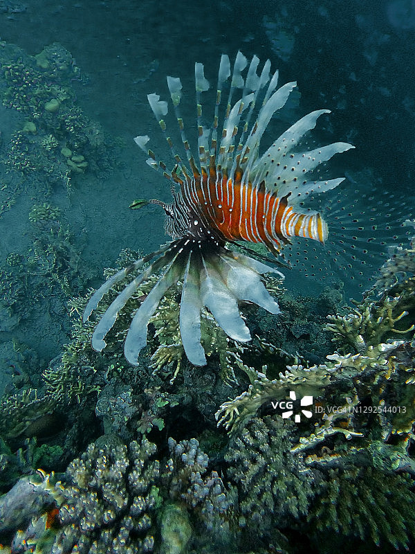 埃及红海水下，一条小狮子鱼在珊瑚前。图片素材