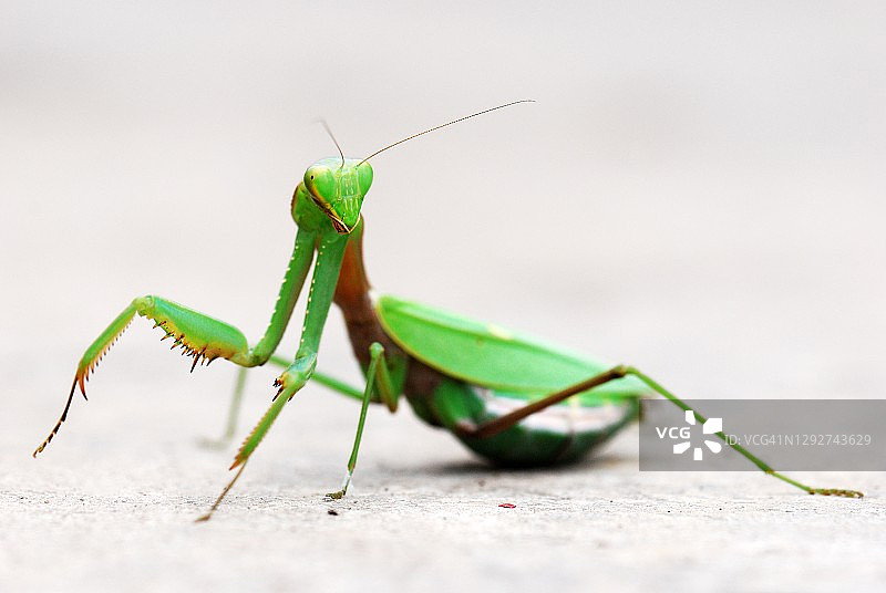 一个绿色螳螂的特写图片素材