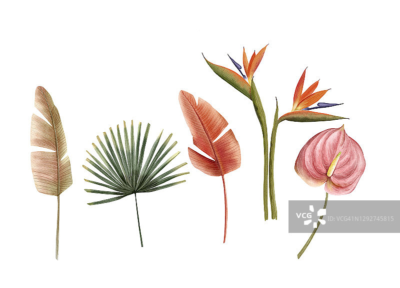 一套热带叶和花的水彩插图。适合制作请柬、婚礼或贺卡图片素材